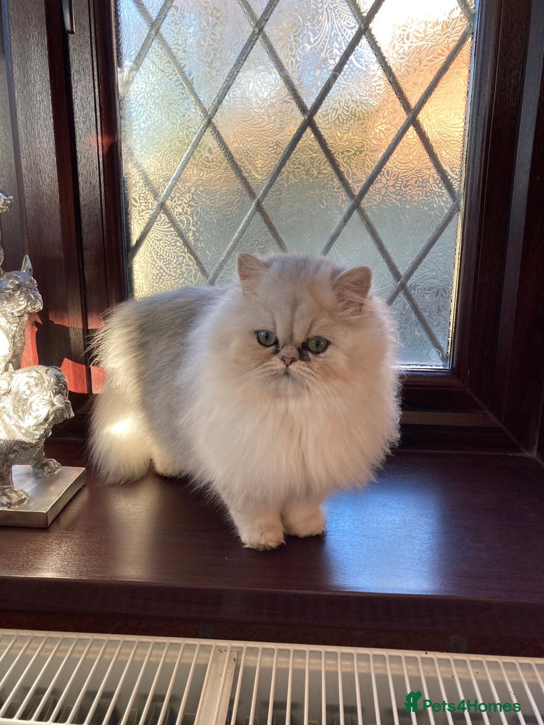Persian cats for sale: Persian kittens - Image 7