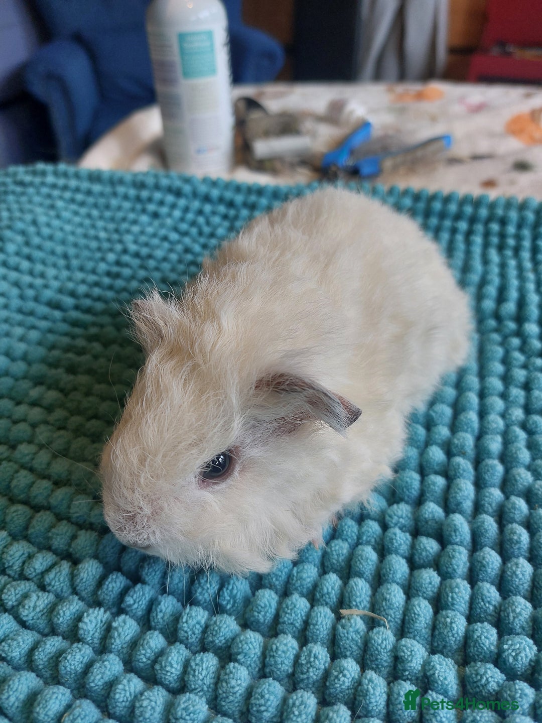 Guinea Pig rodents for sale: Texel baby guineapigs  - Advert 4