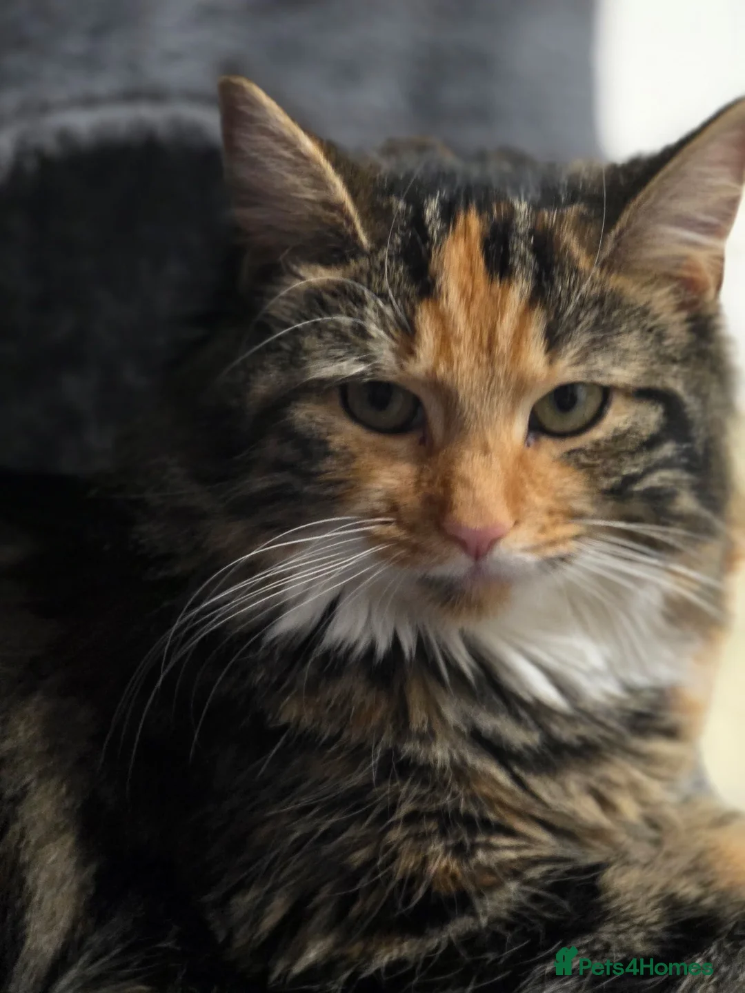 Mixed Breed cats for sale: Kittens for sale  in Letchworth Garden City - Advert 2
