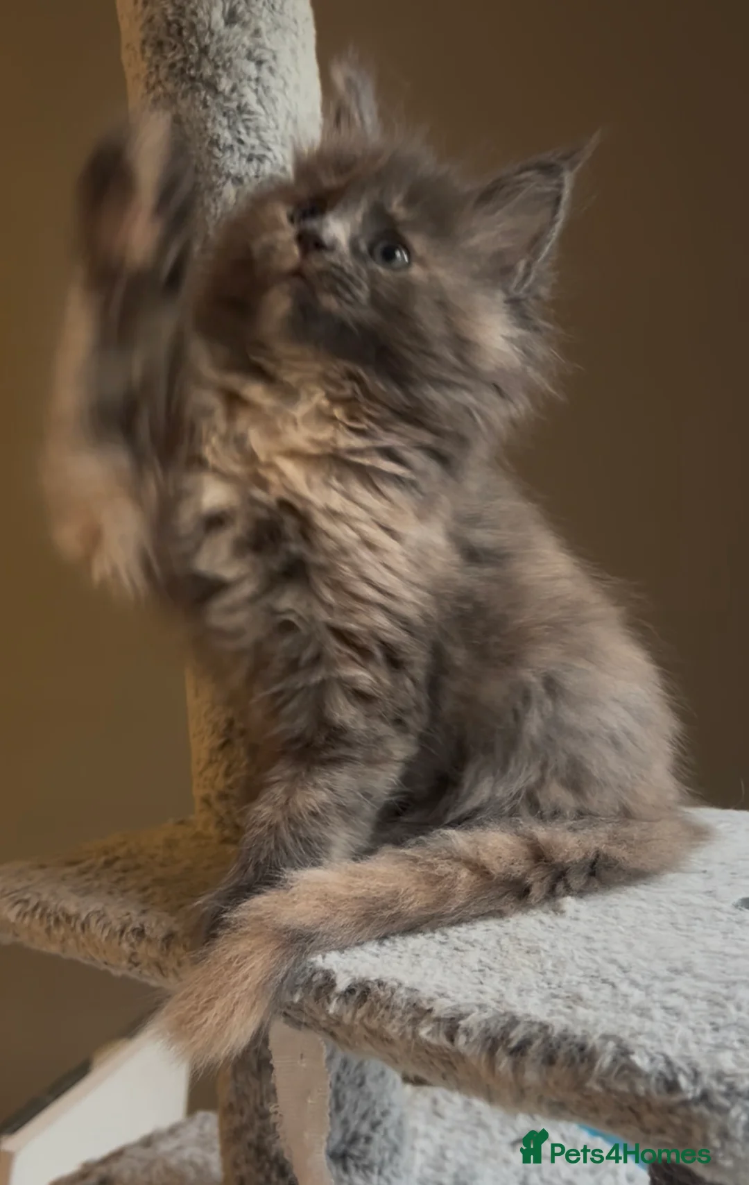 Maine Coon cats for sale: Blue Cream Tortie girl READY NOW - Advert 6