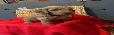 Mixed Breed Puppy 2