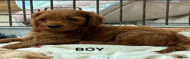 Cockapoo Puppy 4