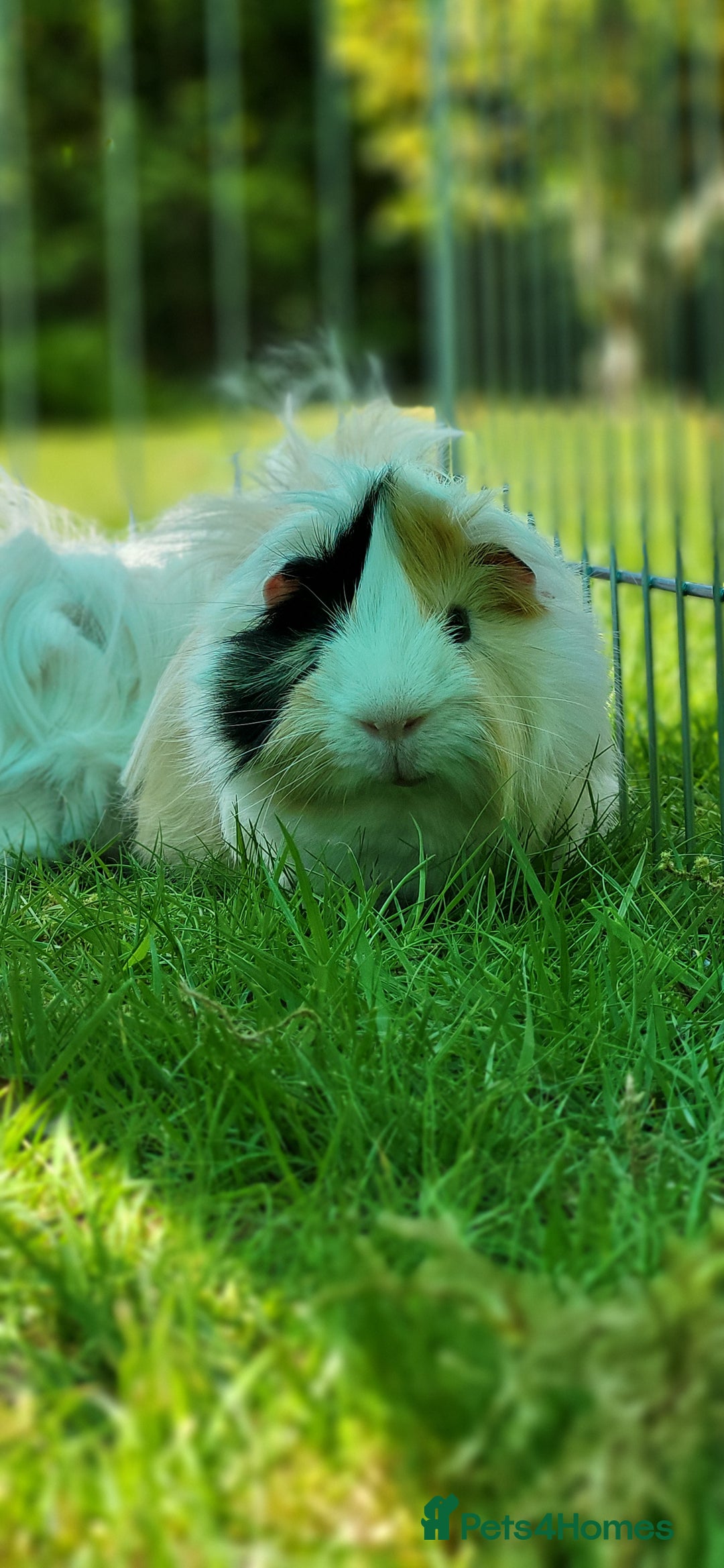 Guinea Pig rodents for sale: Male Guinea Pig - Image 3