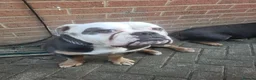 Olde English Bulldogge dogs for sale: Olde English Bulldogge male and female in Lincoln - Advert 6