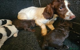 Cockapoo dogs for sale: Cockerpoo puppies F1  - Image 21