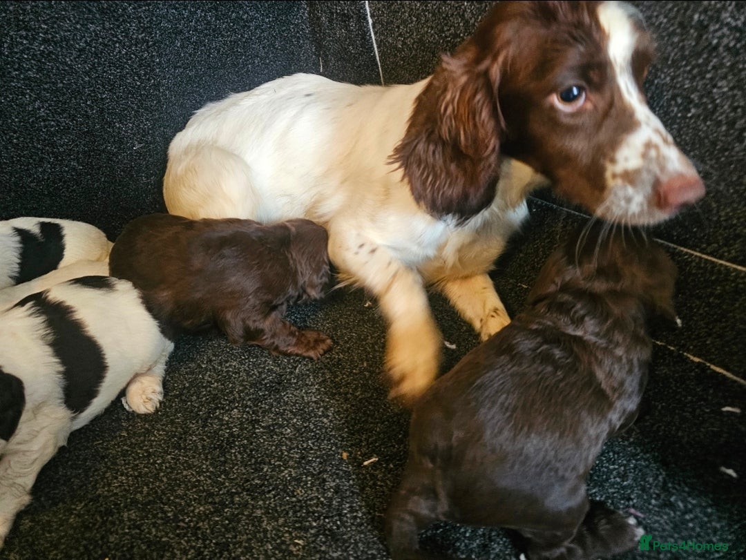 Cockapoo dogs for sale: Cockerpoo puppies F1  - Image 21