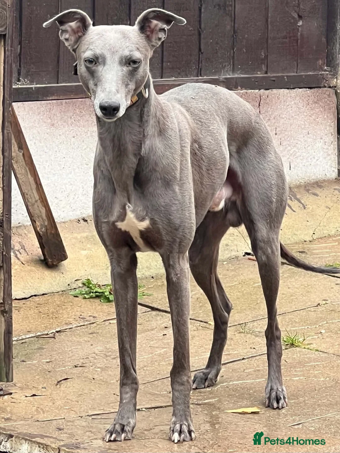 Mixed Breed dogs for sale: Bedlington whippet in Bradford - Advert 2
