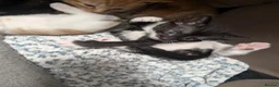 Mixed Breed cats for sale: Gorgeous female Kittens for sale - Advert 3