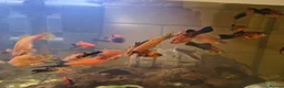 Mollies fish for sale: mollies and Albino Bristlenose Plecos  in Watford - Advert 4