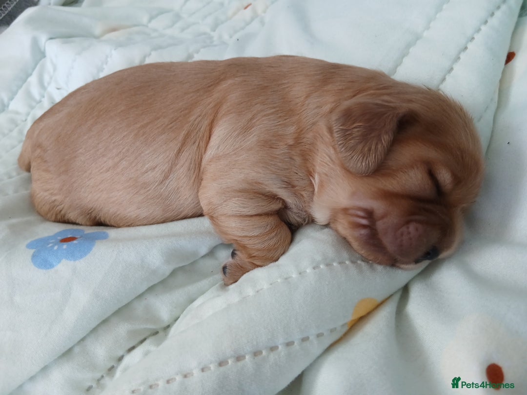 Cavachon dogs for sale: 1 lovely boy left - Image 1