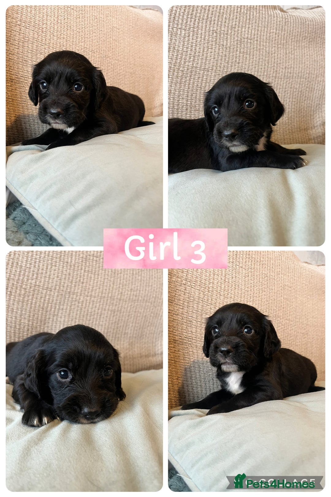 Sprocker dogs for sale: Sprocker Spaniels - Image 3
