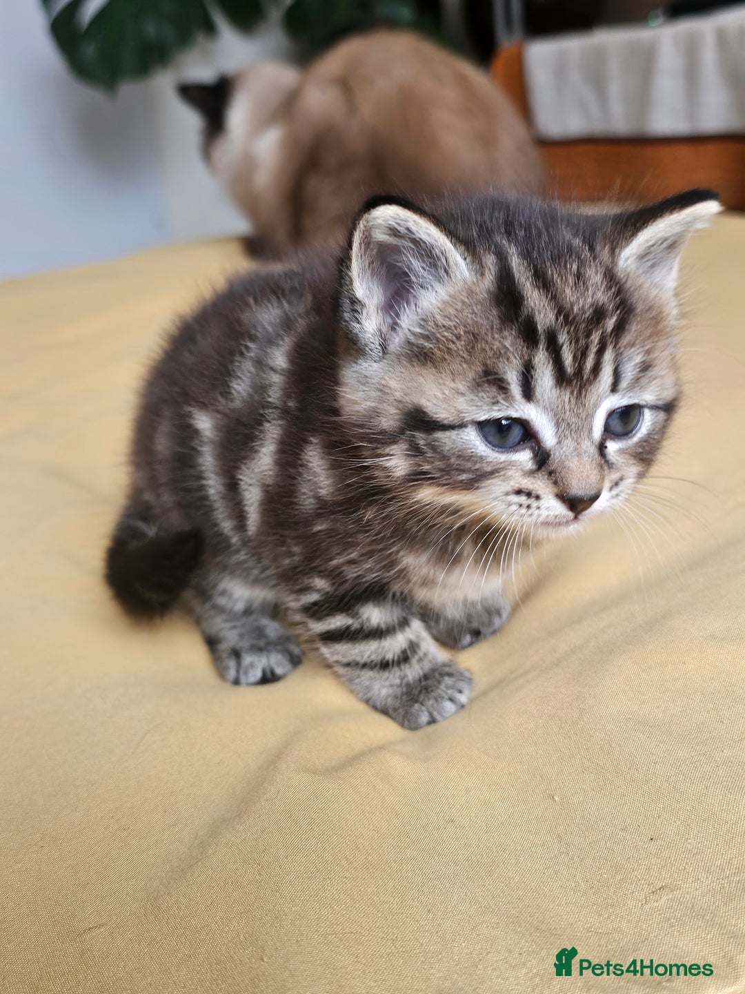 Toybob cats for sale: Bengal / Ragdoll  - Image 5