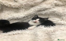 Mixed Breed cats for sale: Lovely kittens 8 weeks old  - Image 11