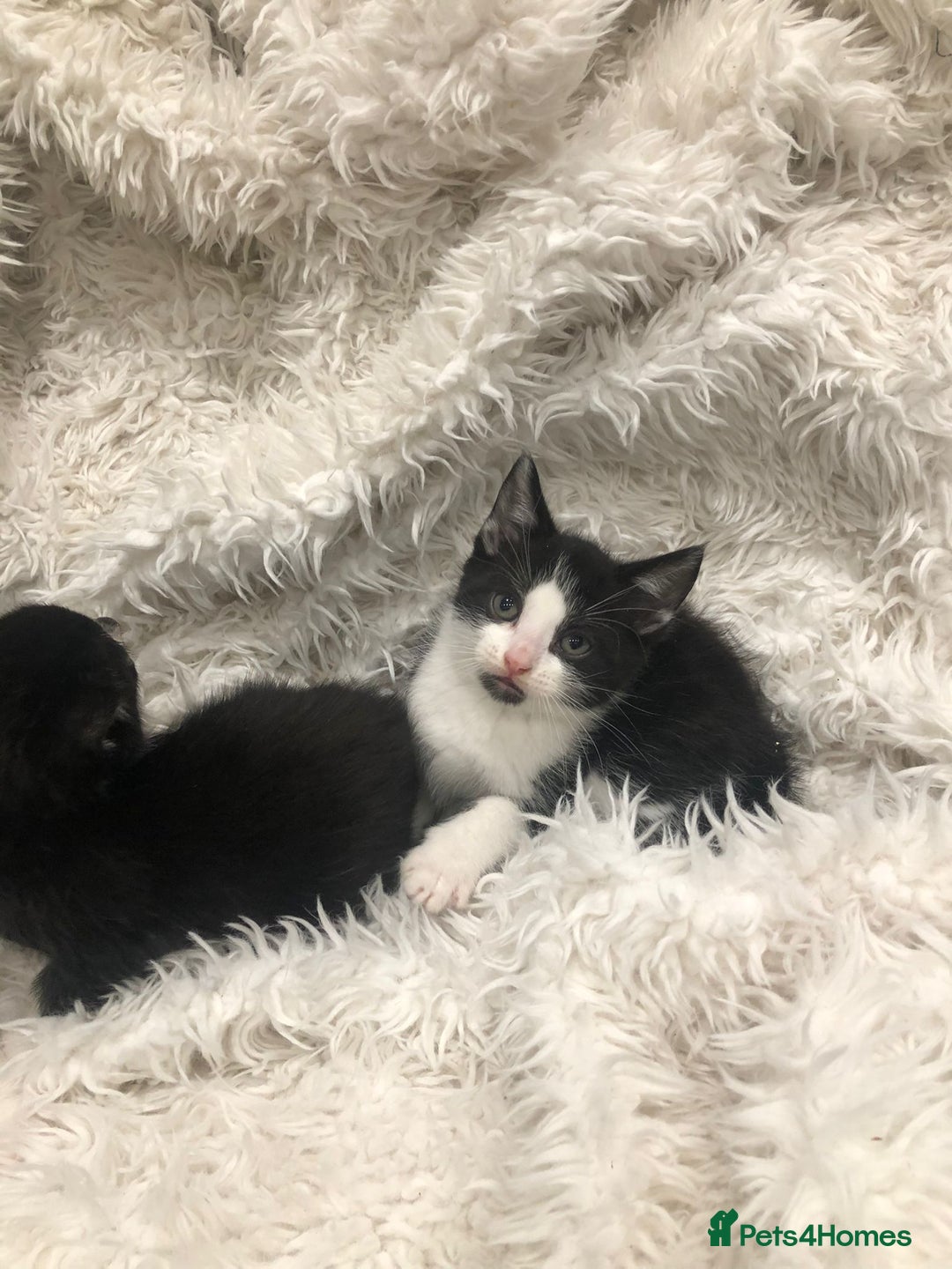 Mixed Breed cats for sale: Lovely kittens 8 weeks old  - Image 11