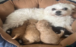 Maltipoo dogs for sale: Gorgeous apricot maltipoo - Image 3