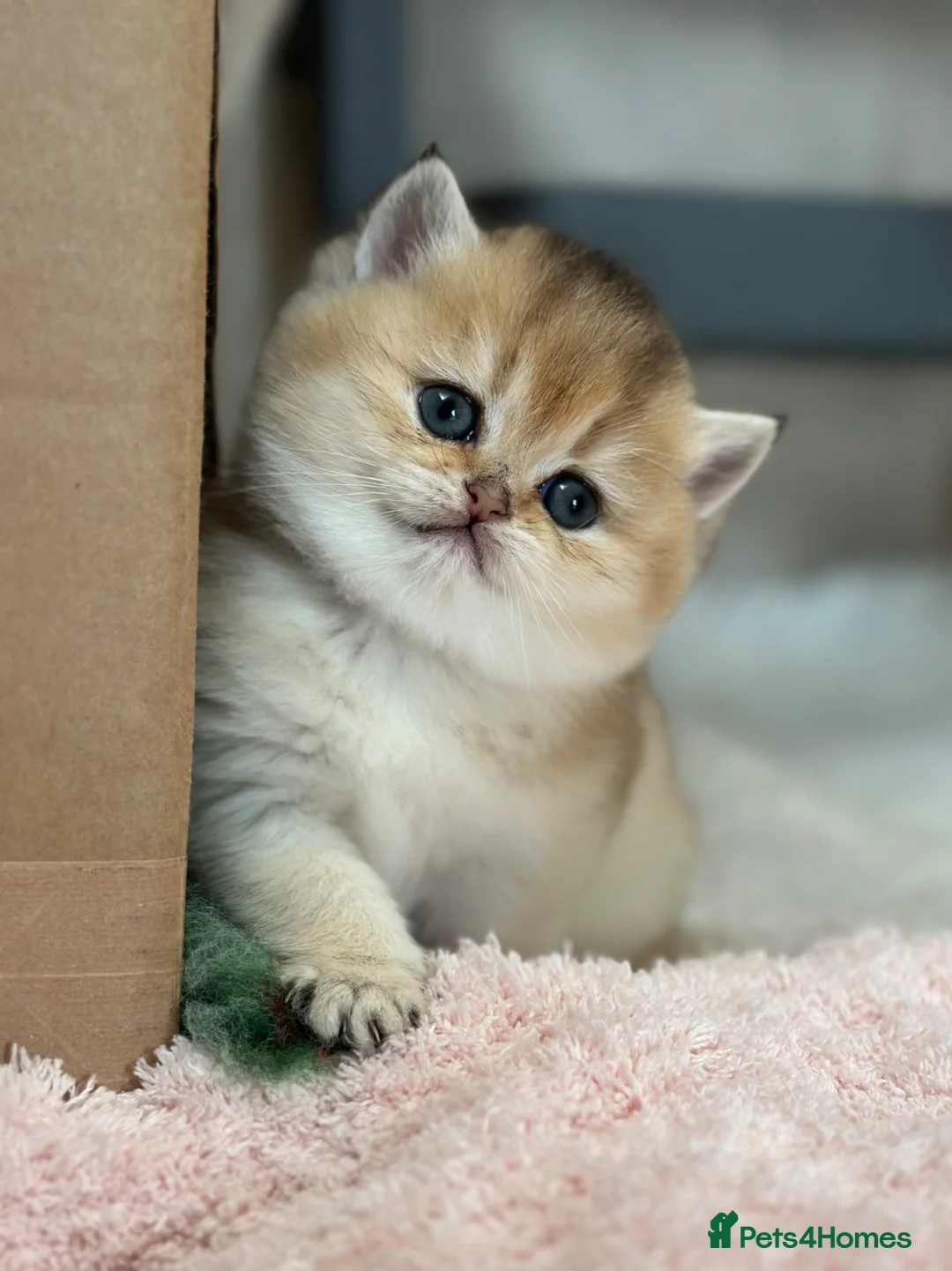 British Shorthair cats for sale: STUNNING GOLDEN BSH NY12 GCCF FEMALE KITTEN  - Advert 22