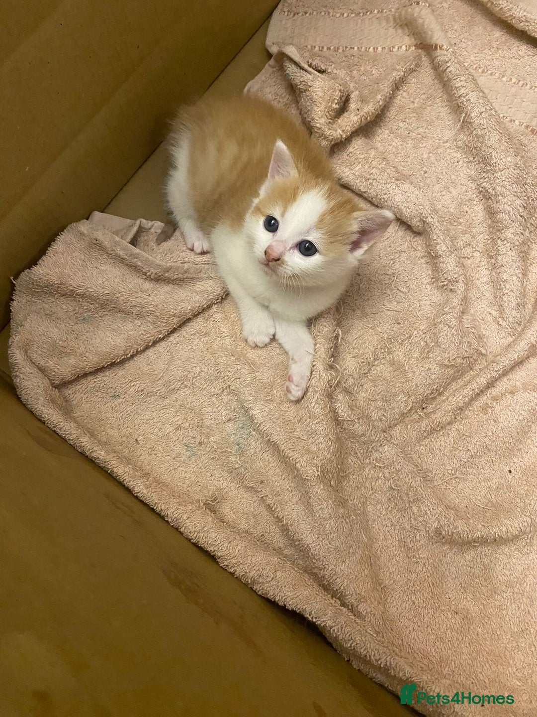 Mixed Breed cats for sale: Gorgeous ginger and white girl  - Advert 7