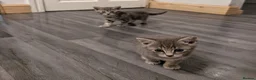 Mixed Breed cats for sale: 5 beautiful kittens  - Advert 3