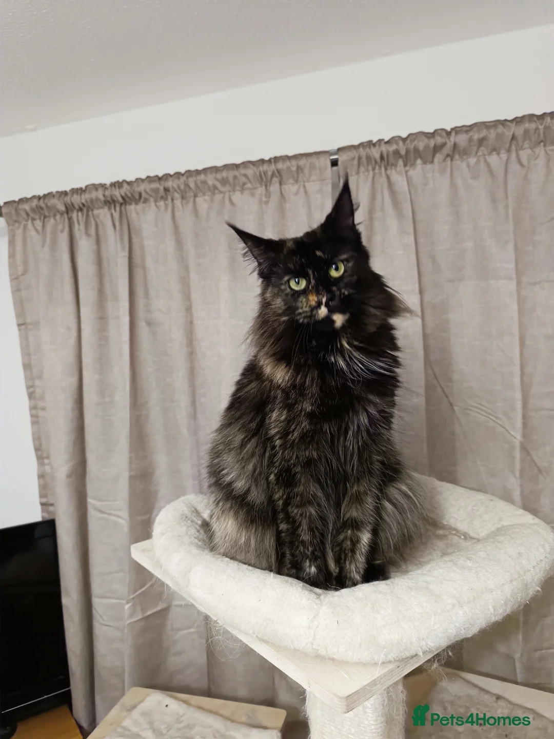 Maine Coon cats for sale: Stunning Female Maine Coon Kitten – Champion Lines - Advert 6