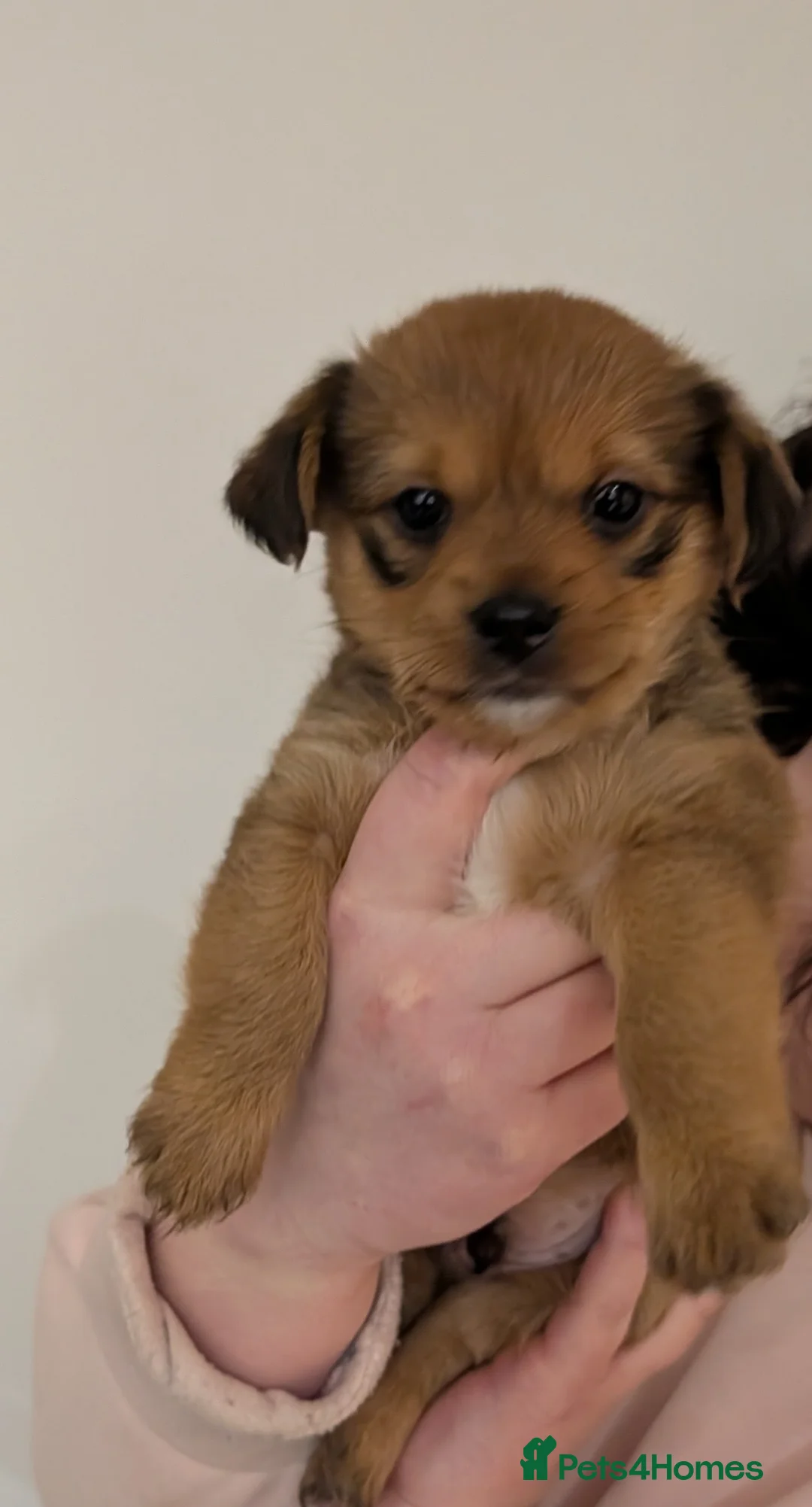 Shorkie dogs for sale: Girl and boy shorkie for sale - Advert 4