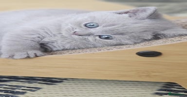 British Shorthair cats - Advert 13