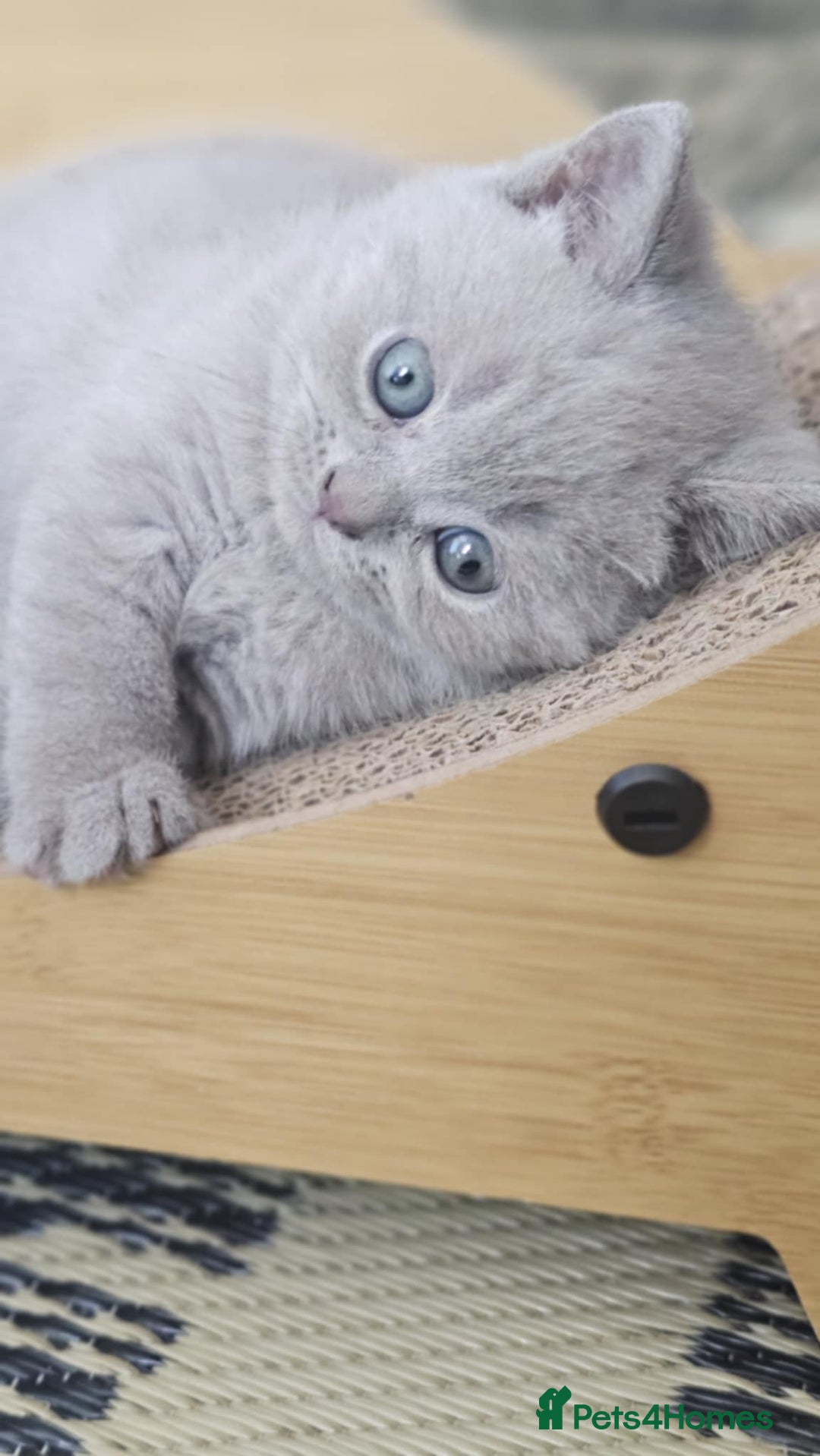 British Shorthair cats for sale: LAST GCCF British Shorthair Kittens Champion - Image 12