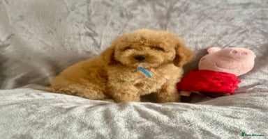Cockapoo dogs - Advert 13
