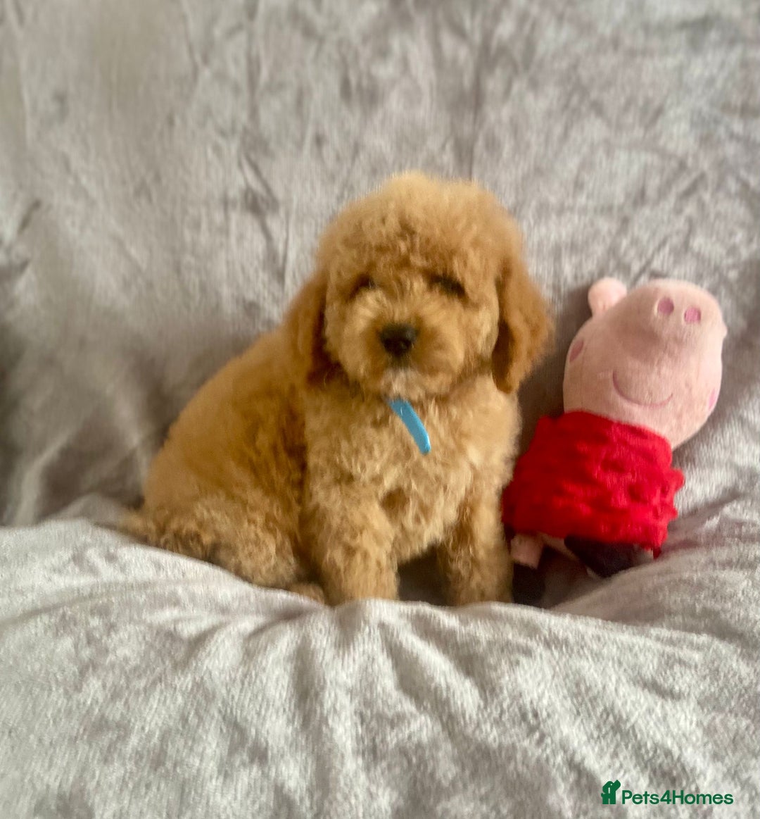 Cockapoo dogs for sale: 🐾 Gorgeous Cockapoo Puppies Ready now 🐾  - Image 2