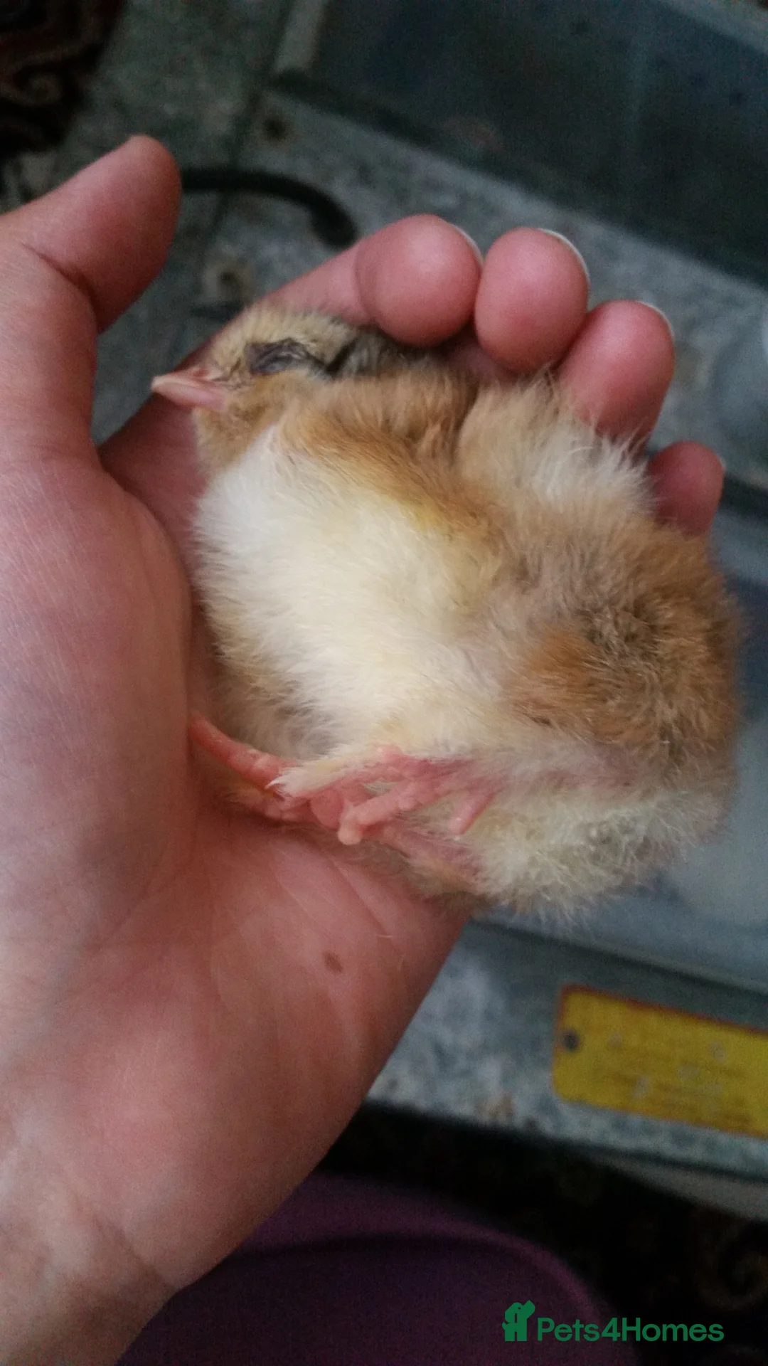 Chickens poultry for sale: Chicks day old pure breed, some mixedo in Bury - Advert 13