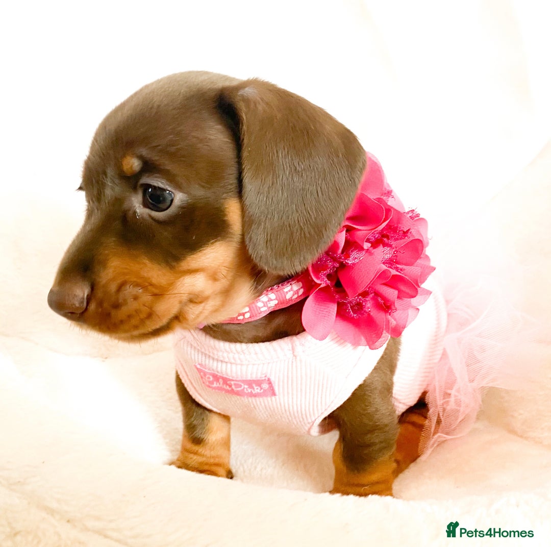 Miniature Dachshund dogs for sale: READY NOW PRA CLEAR DACHSHUND PUPPIES - Image 17