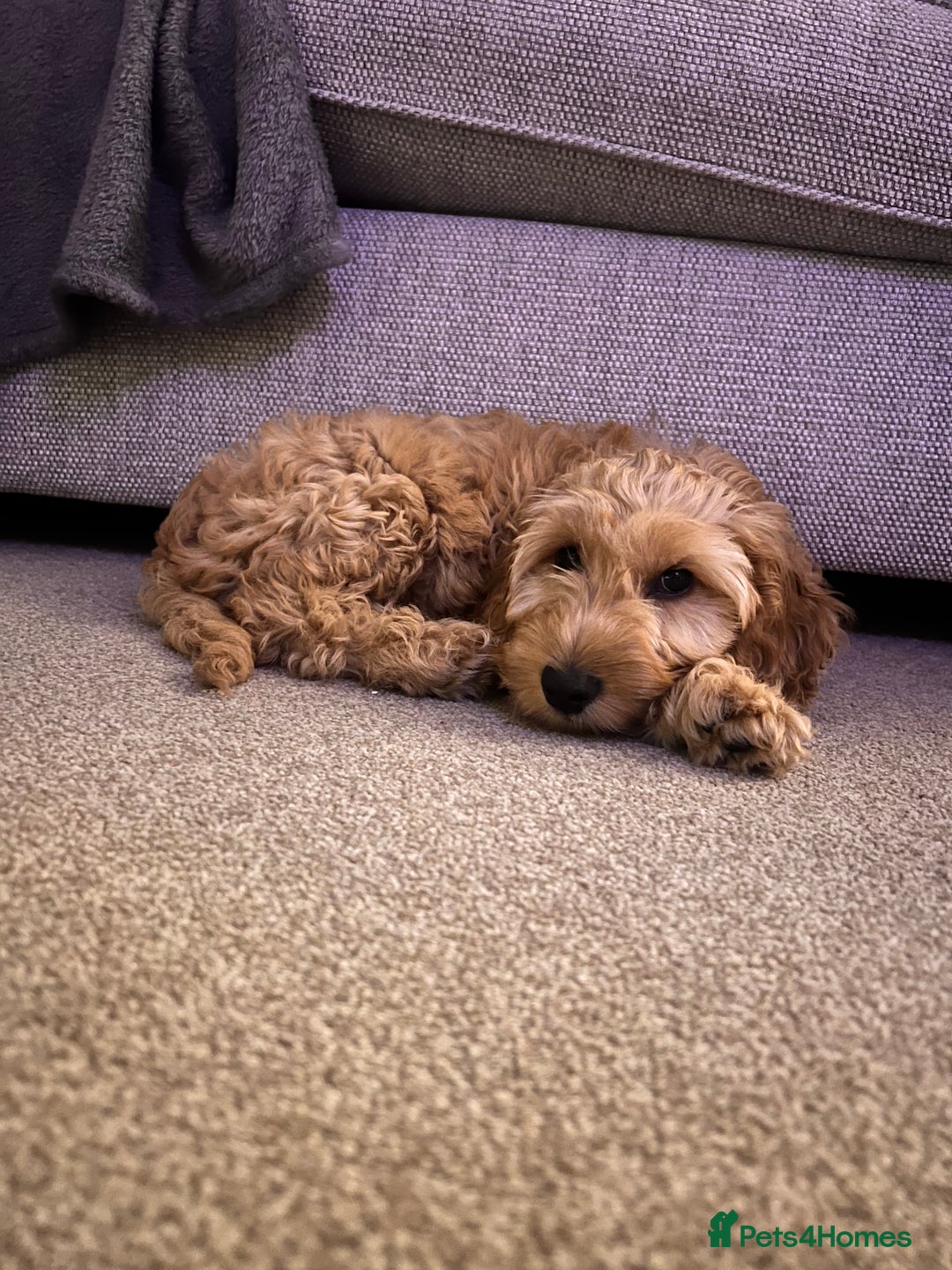Cavapoo dogs for sale: Female Cavapoo - Advert 6