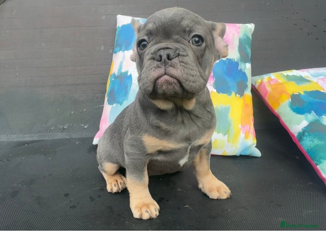 French Bulldog dogs for sale: Frenchie Puppies Ready to go now  in Halesowen - Advert 3