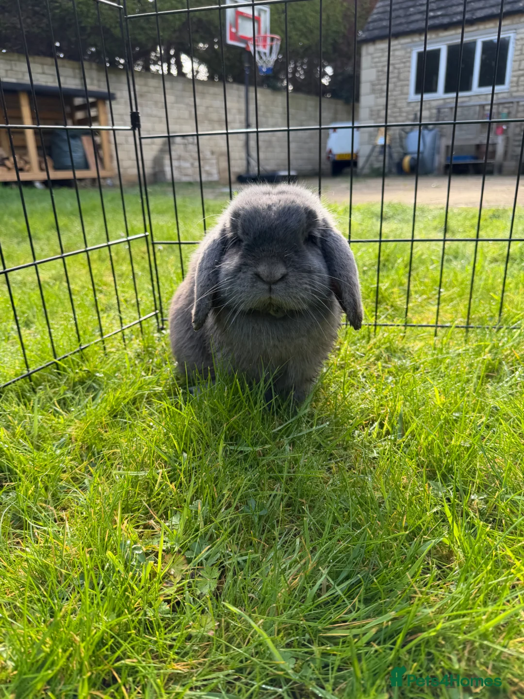 Mini Lop rabbits for sale: Gorgeous mini lop  - Advert 2