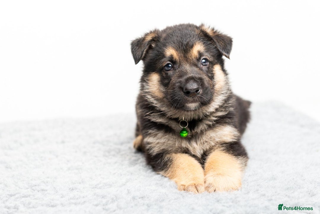German Shepherd dogs for stud: PROVEN BIG BONED GERMAN SHEPHERD FOR STUD  in Romford - Image 19