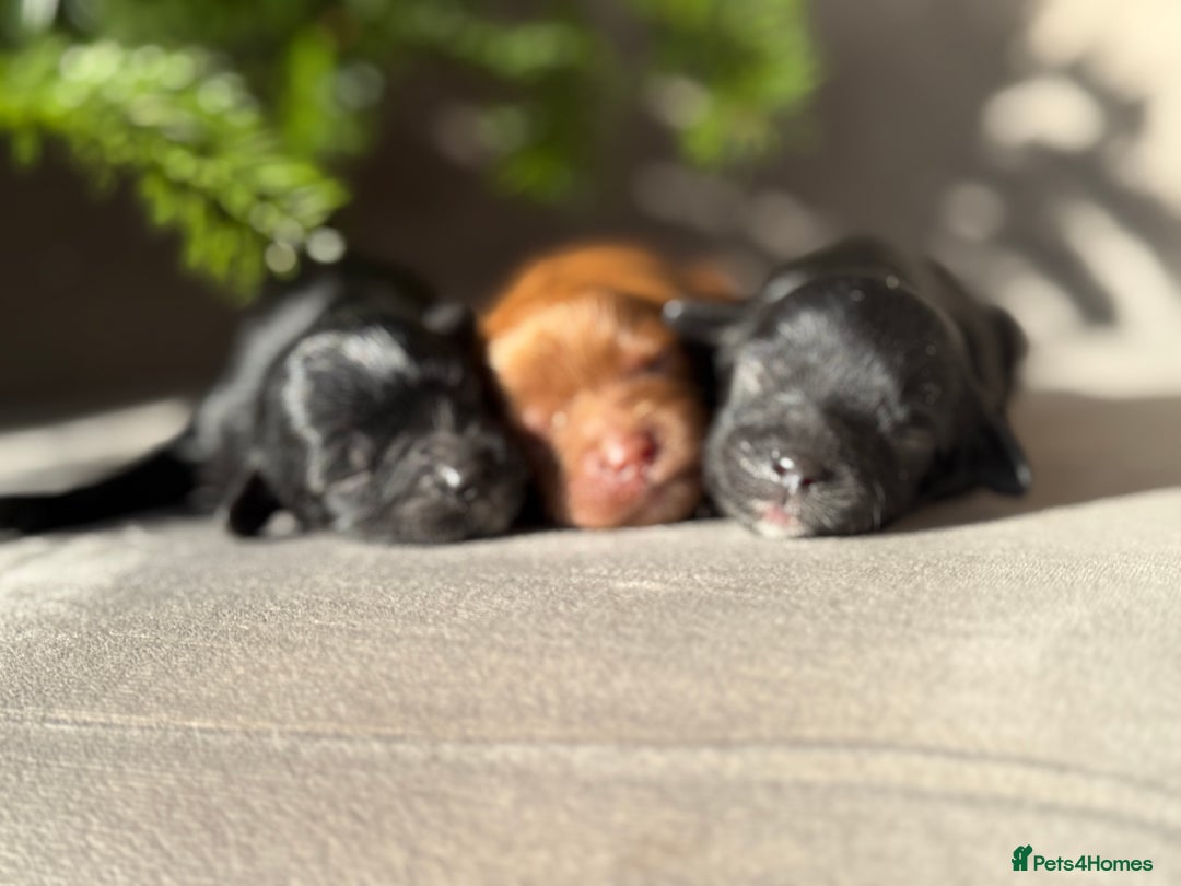 Cavapoo dogs for sale: 🧸teddy bear cavapoos 🧸 - Advert 10