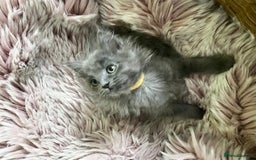 Maine Coon cats for sale: 5 Generation pedigree BLACK SMOKE kittens  - Image 24