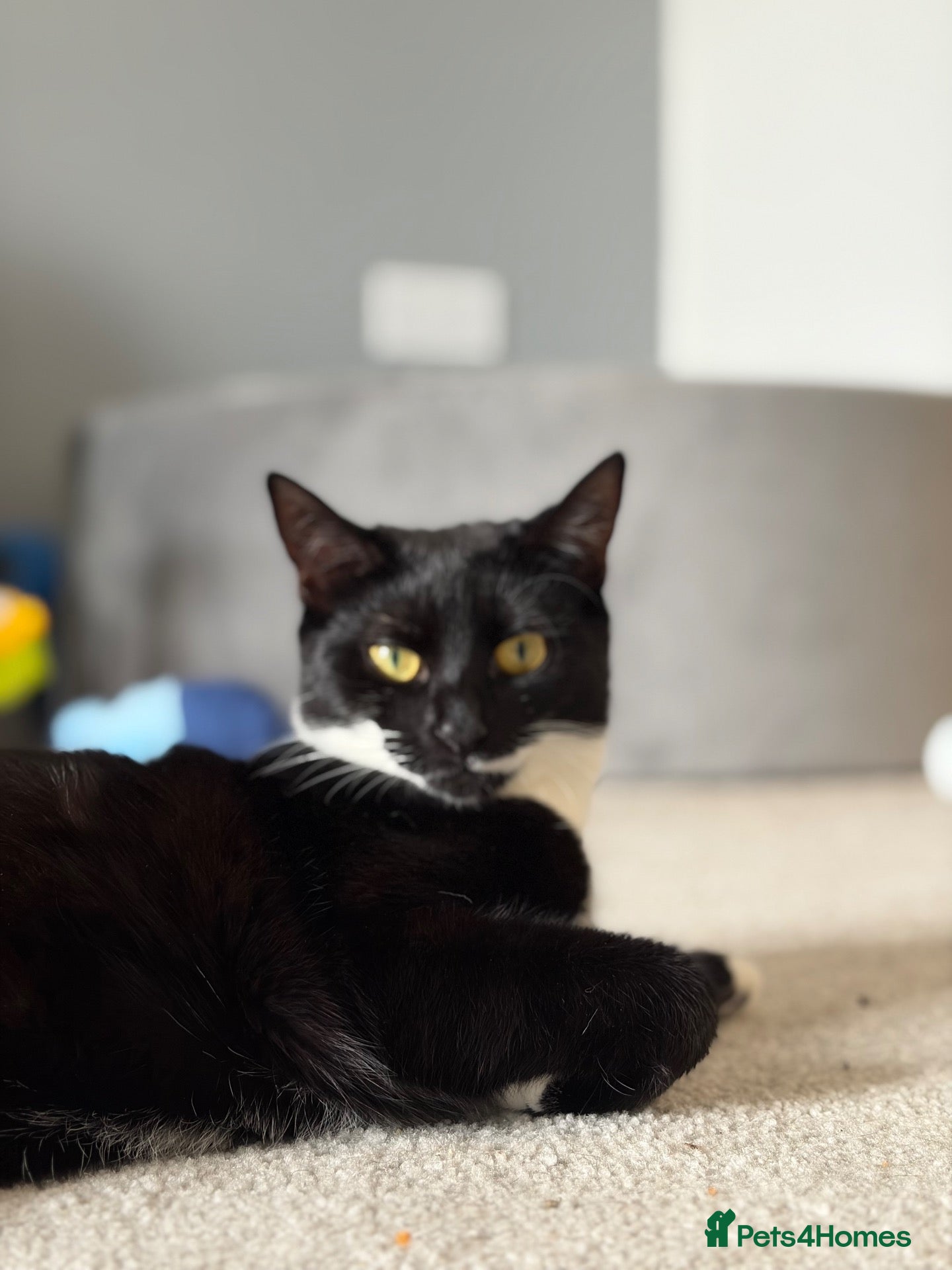Domestic Shorthair cats Female cat in need of rehoming  - Advert 1