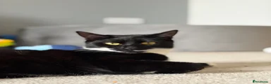 Domestic Shorthair 1