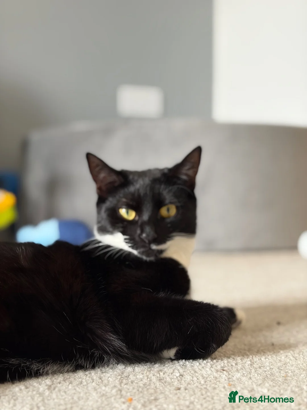 Domestic Shorthair cats for sale: Female cat in need of rehoming  - Advert 1
