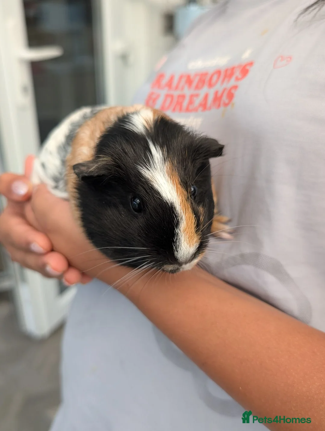 Guinea Pig rodents for sale: 2 female Guinea pigs  in Dartford - Advert 1