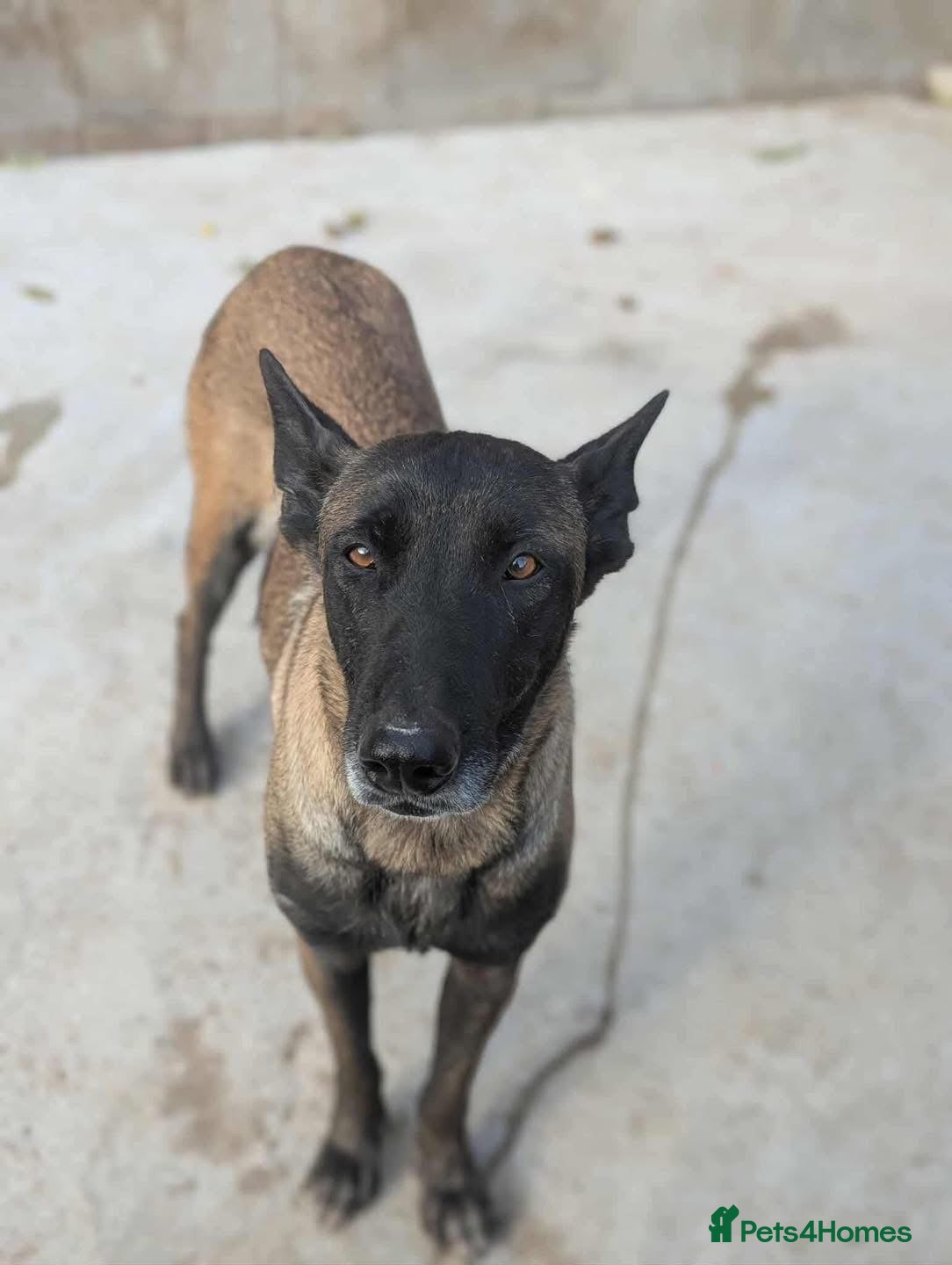 Mixed Breed dogs Hera ❤️ - Advert 2