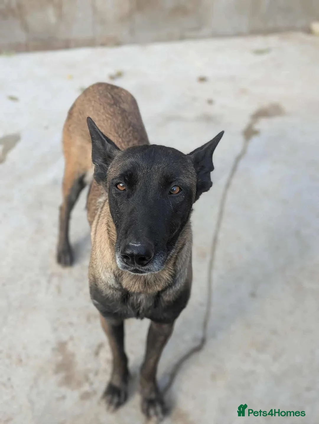 Mixed Breed dogs for adoption: Hera ❤️ - Advert 5