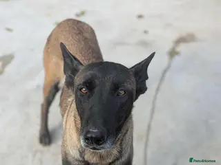 Mixed Breed dogs Hera ❤️ - Advert 2