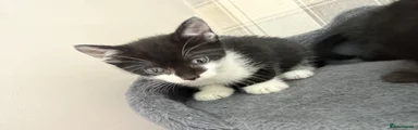 Mixed Breed Kitten 1