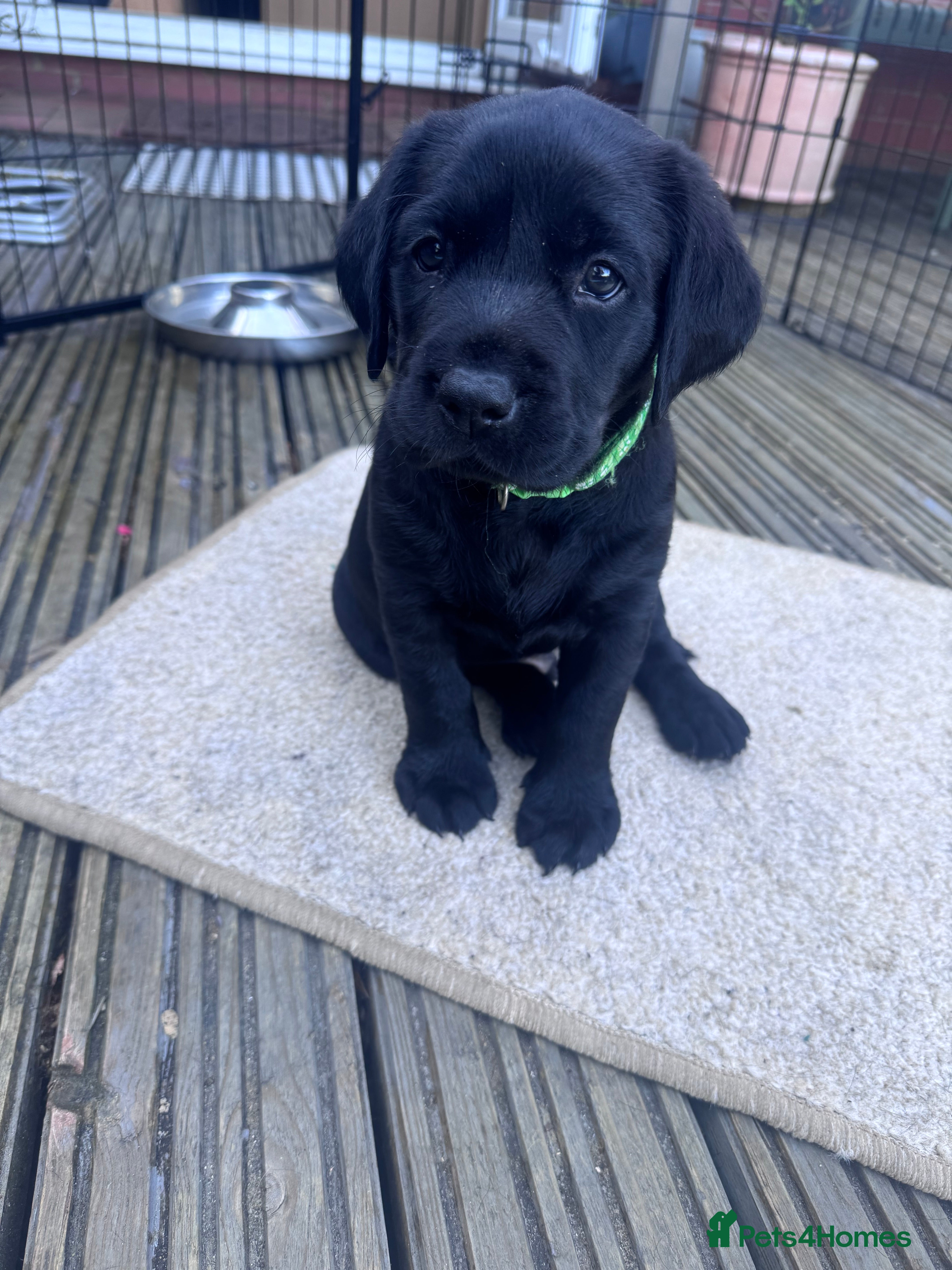 Labrador Retriever dogs KC Registered beautiful working labrador puppies - Advert 2