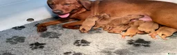 Labrador Retriever dogs for sale: Fox Red Labrador Pups For Sale - Advert 14