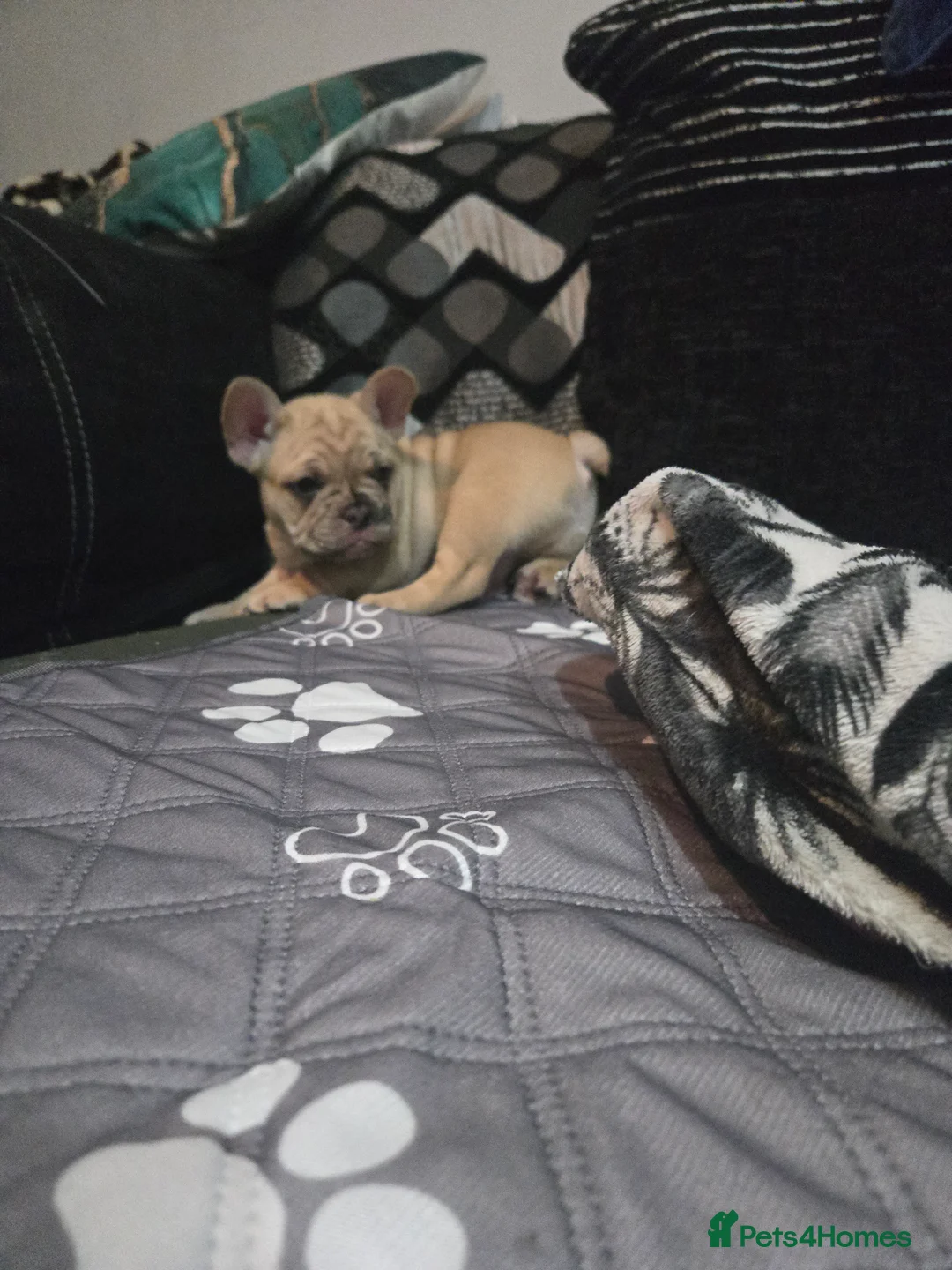 French Bulldog dogs for sale: 2 Frenchie pups ready 1 week - Advert 4
