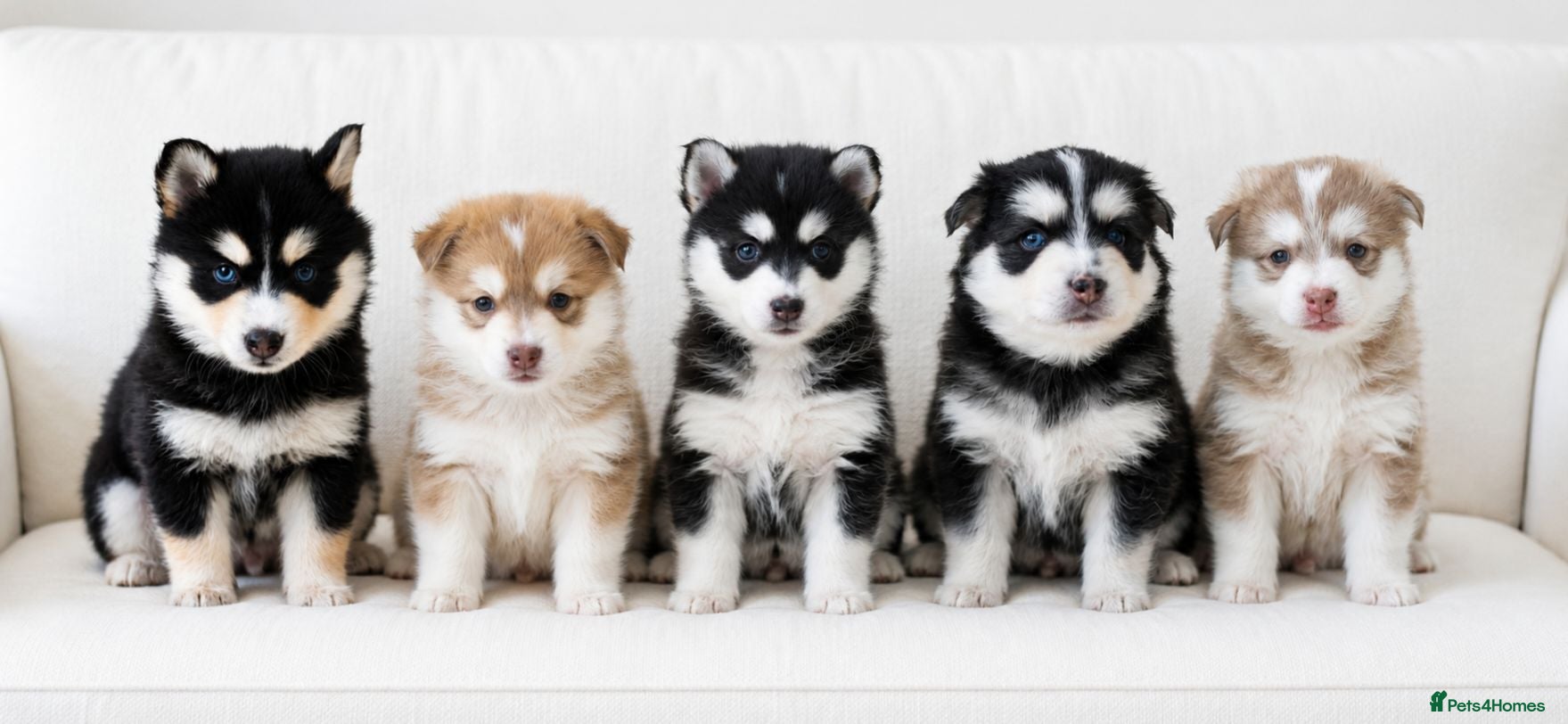 Pomsky dogs STUNNING POMSKY PUPPIES  - Advert 1