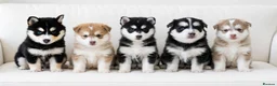 Pomsky dogs for sale: STUNNING POMSKY PUPPIES  - Advert 1