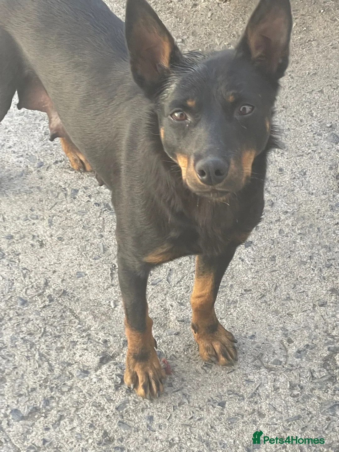 Mixed Breed dogs for sale: Kelpiejack pups in Llanrwst - Advert 2